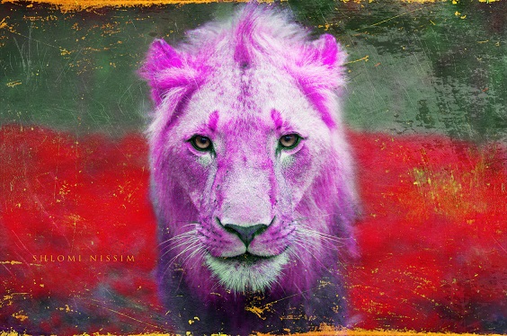 Pink Lion :: Shlomi  Nissim